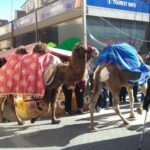 XXI Mercado Medieval en Orihuela (1 al 3 febrero 2019)_28