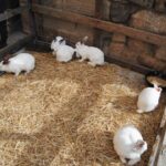 XXI Mercado Medieval en Orihuela (1 al 3 febrero 2019)_48