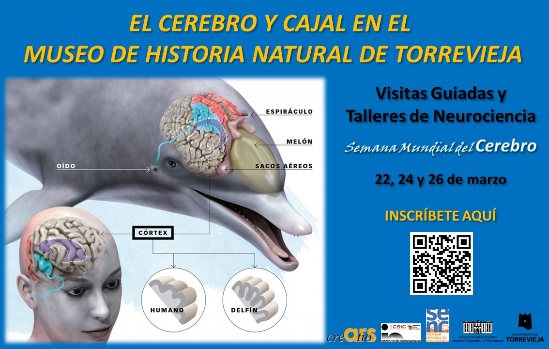 Ars Creatio organiza visitas guiadas y talleres de Neurociencia en el Museo de Historia Natural para celebrar la Semana Mundial del Cerebro