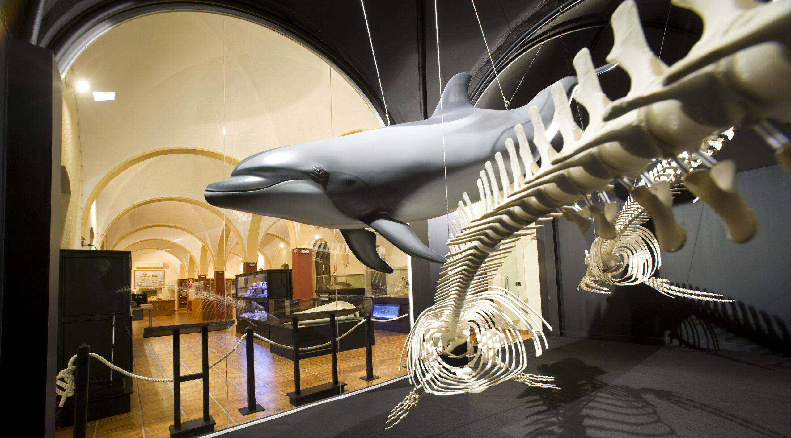 Nuevas visitas guiadas al Museo de Historia Natural de Torrevieja