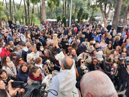 Cientos de visitantes acompañan a los vecinos durante la festividad de San Antón en el popular barrio oriolano