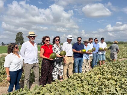 El cultivo del melón 'Almarjal' va en aumento con 60 tahúllas en esta campaña