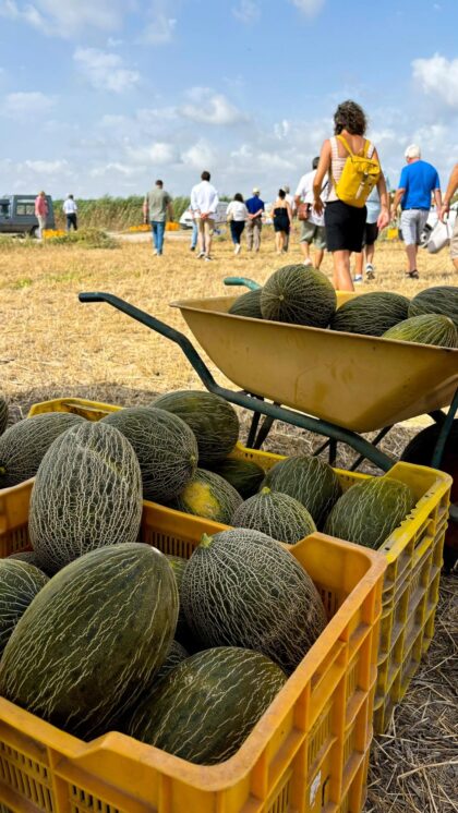 El cultivo del melón 'Almarjal' va en aumento con 60 tahúllas en esta campaña