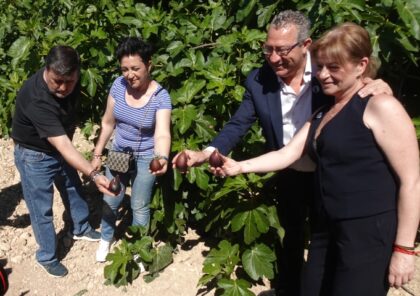 Albatera inicia la temporada de su producto de la huerta estrella con el Corte de la Breva a cargo de Aurora Torres
