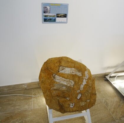 El Museo de Historia y Cultura de Bigastro incorpora una orza del siglo XIX y un fósil de sirenio de millones de años